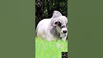 Sapi simental x  brahman #cow #sapi #sapilucu #sapigemuk #sapimakan #sapipedaging
