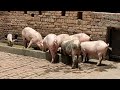 सूअर फार्म कैसे करें | pig farming video @LRNNews