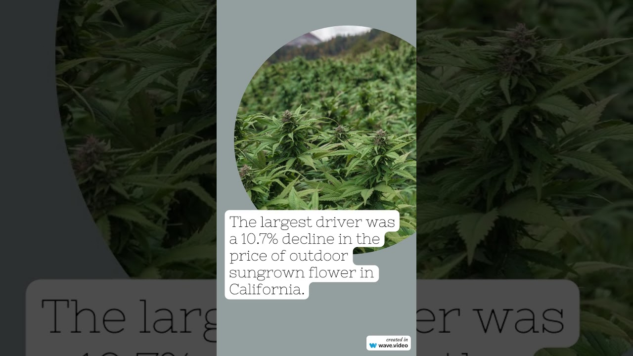 Cannabis Benchmarks US Spot Index Report for July 19, 2024 