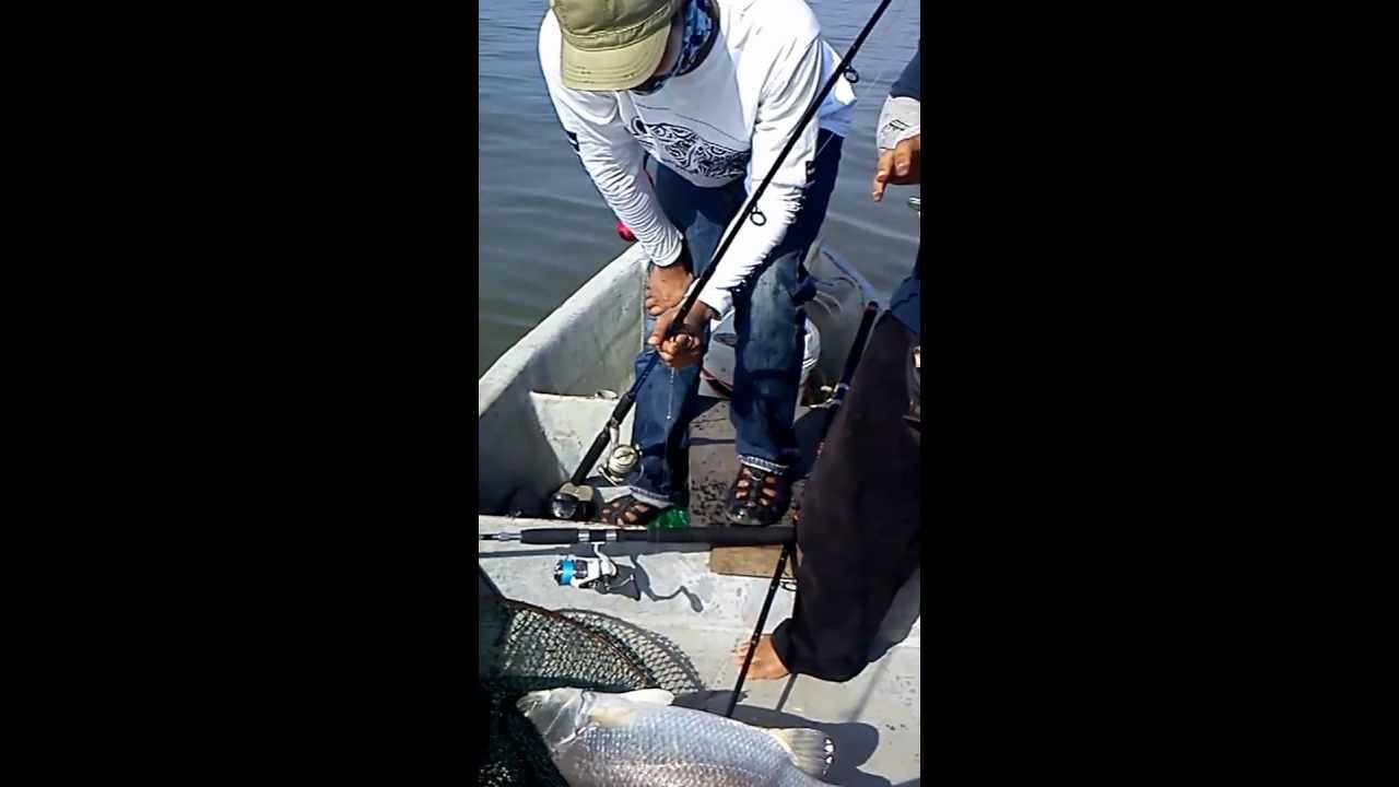 Siakap putih 6kg area sangkar ikan sungai changkat - YouTube