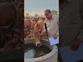 cows  #funny #duet #comedy