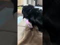 新しいおもちゃ楽しんでたのに盗られると必死、笑【ミニチュアダックスフンド】夢夢。 #dog #癒し #kawaii #可愛い #ミニチュアダックスフンド #むむ