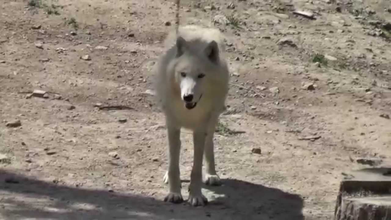 ホッキョクオオカミの特徴と生態