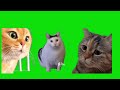 15 Cat Memes For Chroma Key Green Screen Templates