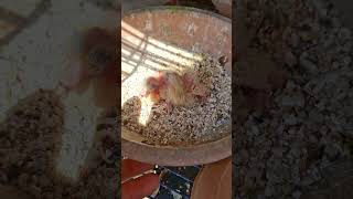 الحمام بيرقد علي البيض قد ايه وبنفطم الزغاليل امتي ؟