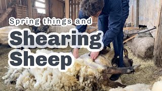 SHEARING THE SHEEP and other spring treats