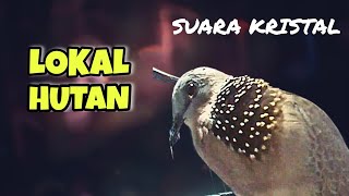 Derkuku Lokal Hutan Gacor Suara Kristal, Unik Jarang Ditemui