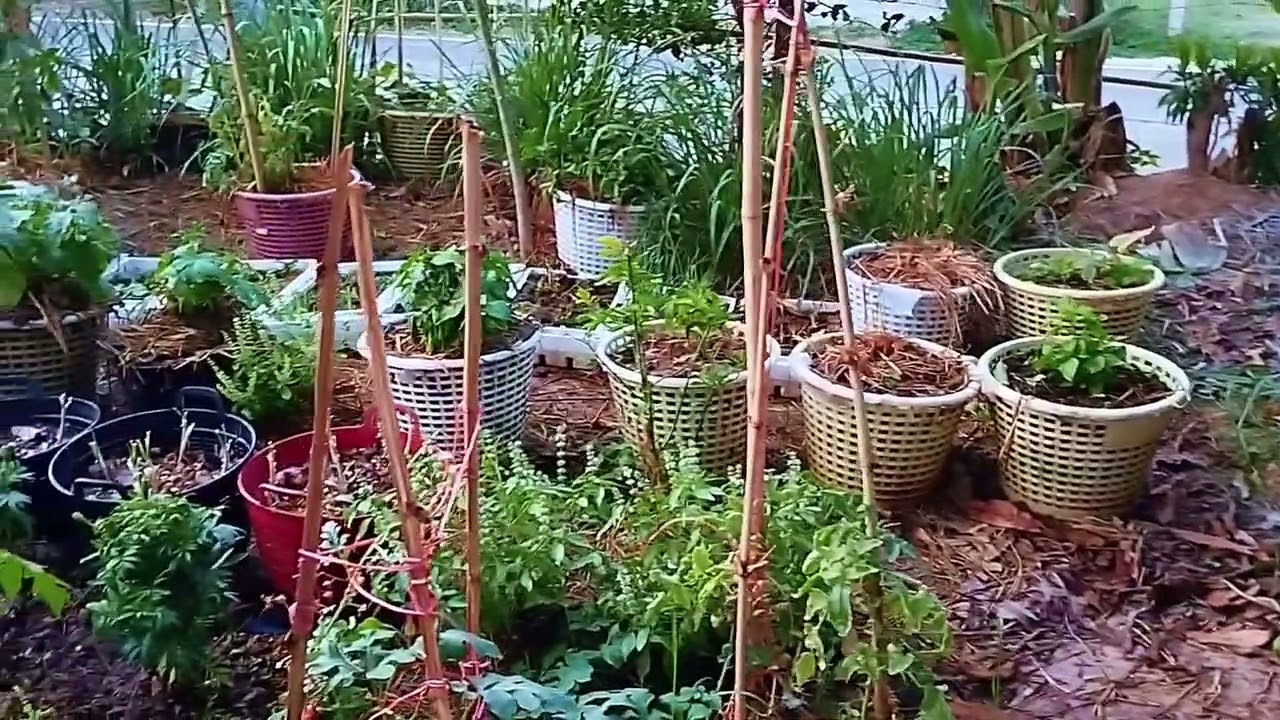 แบ่งปันเป็นกำลังใจให้คนที่กำลังท้อ#สร้างแรงบันดาลใจ #เกษตรอินทรีย์ #ปลูกผักสวนครัว