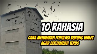 Lakukan 10 Hal ini...!!! Dijamin Populasi Burung Walet Anda terus Bertambah