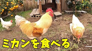 ニワトリ飼育をしながらおやつの確保にも努めます…　169話目