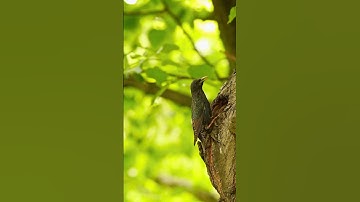 You won’t believe what happens in the next 3 seconds 😲 #birds #shortsfeed #shortfeed #shorts