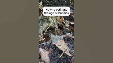 How To Estimate Age of Baby Bunnies