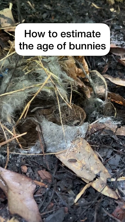 How To Estimate Age of Baby Bunnies