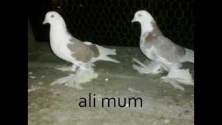 Malatya Paçalı Künküsüz Güvercinler..2.. Resimi