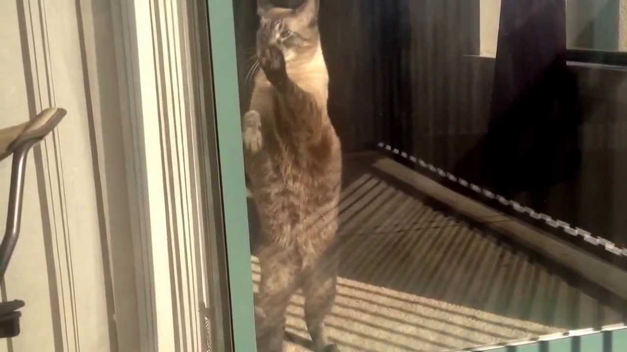 Cute Cat Scratching Window (with music) YouTube