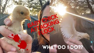 HELP! AGGRESSIVE BABY CHICK ATTACKING ITS FLOCK! How to Manage