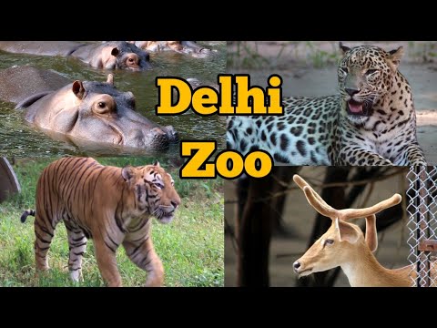 वीडियो: विदेशी जानवर को घर पर कैसे रखें