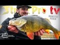 Strike Pro TV - Monster Perch Fishing in Shallow Water - with Albin Sharghi