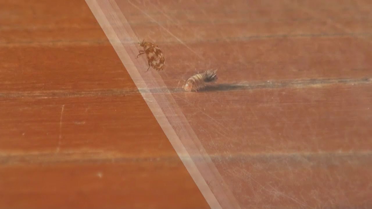 Carpet Beetles  University of Maryland Extension