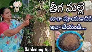 గతతల గతతలగ మలలల పయలట ఈ Fertilizers ఇవవడBest Fertilizers For Jasmine Plant