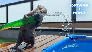 バズーカみたいな水鉄砲が楽しすぎてカワウソがこうなった　Otter Hooked on the Water Launcher!