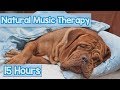 How to Calm My Dog? Pet Therapy Music to reduce Puppy Anxiety - Helped 4 million dogs ( New 2018) 🐕💤