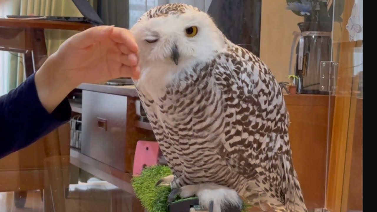 98 Morning Greeting Of My Snowy Owlシロフクロウの朝のご挨拶 Minty The Snowy Owl シロフクロウのミンティ Youtube