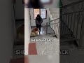 This Dog Locks Owner Out For Not Bringing Treats ЁЯШВ This Dog Locks Owner Out For Not Bringing Treats ЁЯШВ