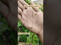 infinity antitarnish daily wear chain💌,limited stocks only #tamil#jewellery#youtube#youtubeshorts