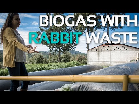 Innovating in rabbit farming - Biogas with rabbit manure