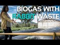 Innovating in rabbit farming  biogas with rabbit manure