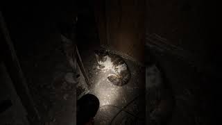 I Found This Cat Left Behind… | Abandoned Studio POV Horror