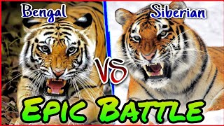 Harimau Bengal VS Harimau Siberia || Siapa Kucing Terkuat Sebenarnya...