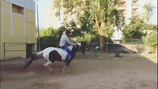 LEARN | 🏇🏻 BAREBACK | HORSE RIDING