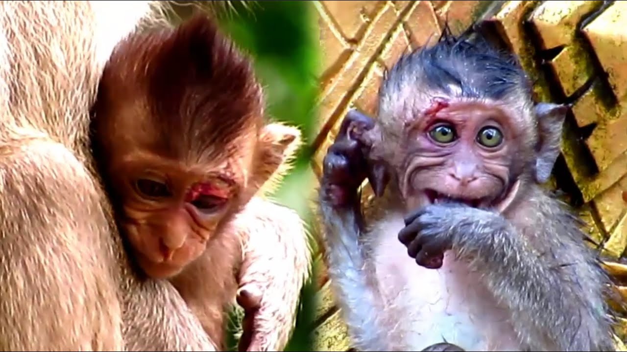 Very Pity Baby Mary Baby Hanno And Baby Lucky Very Cold Hug Mom After Raining/Popular Daily