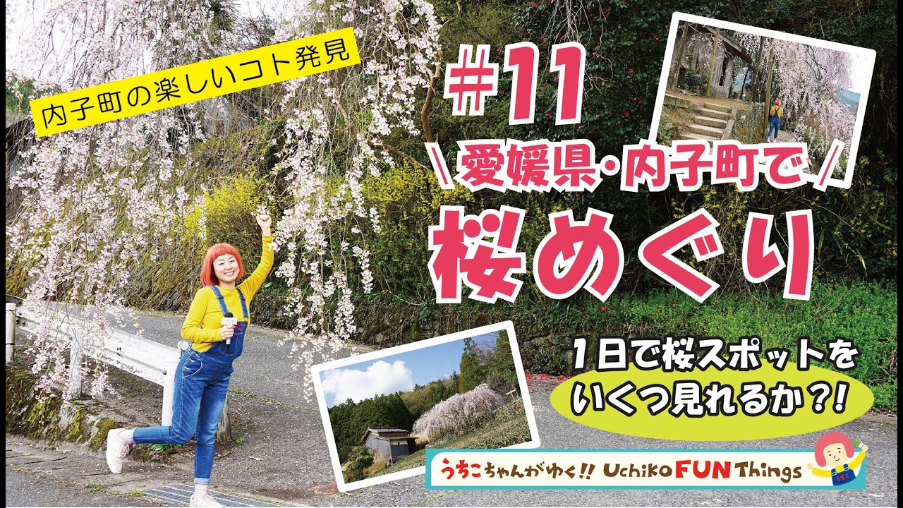 【四国・愛媛】内子町の楽しいコト発見｜うちこちゃんがゆく！⑪桜めぐり～１日で桜スポットいくつ見れるか？！～