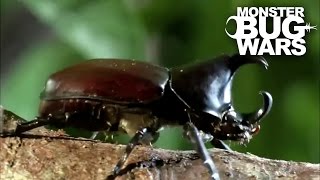 Rhinoceros Beetle Vs Meat Ants | MONSTER BUG WARS