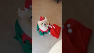 My Dog Took Charge Of My Christmas Wish List To Santa 📮🎅🏼 #Shorts #Christmas