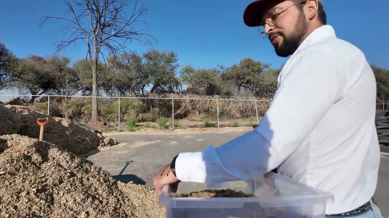 Ensilaje de Maiz Parte 4 de 4 Coyme