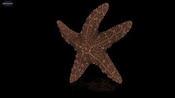 Volumetric Rendering of a Sea Star Sample Imaged using Micro-CT