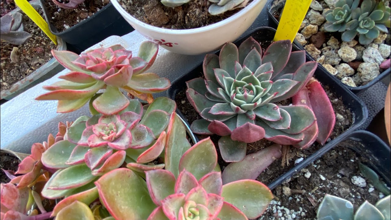Özel tür sukulentlerim/☃️/Sukulentlerin verdiği mutluluk🧿☃️/#özeltürler #ısparta