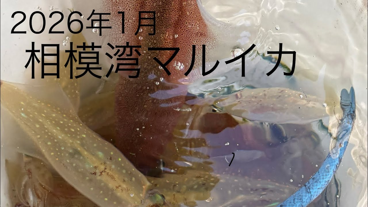 相模湾マルイカ 2026年1月