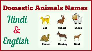 Domestic Animals Names|| घरेलू पशु के नाम ||Animal Name