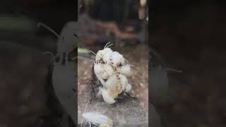 Madagascar hissing cockroach gives live birth
