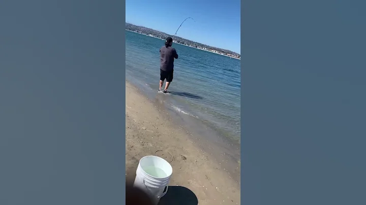 Here’s my short video of my 3ft shovel-Nose shark aka sand shark!