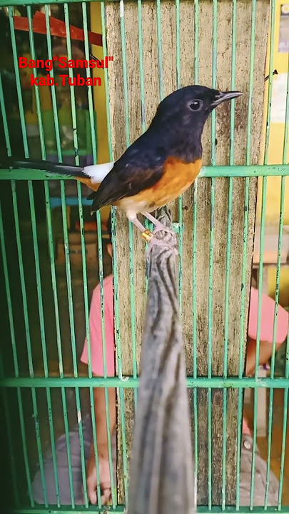 perbedaan murai batu betina/ jantan,,,!!!(@bangsamsultuban7336)