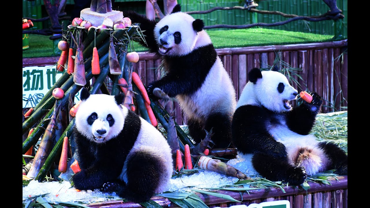 Где живет панда на каком. Панда в Китае. Панда живет в Китае. Панда фото. Парк панд в Китае.