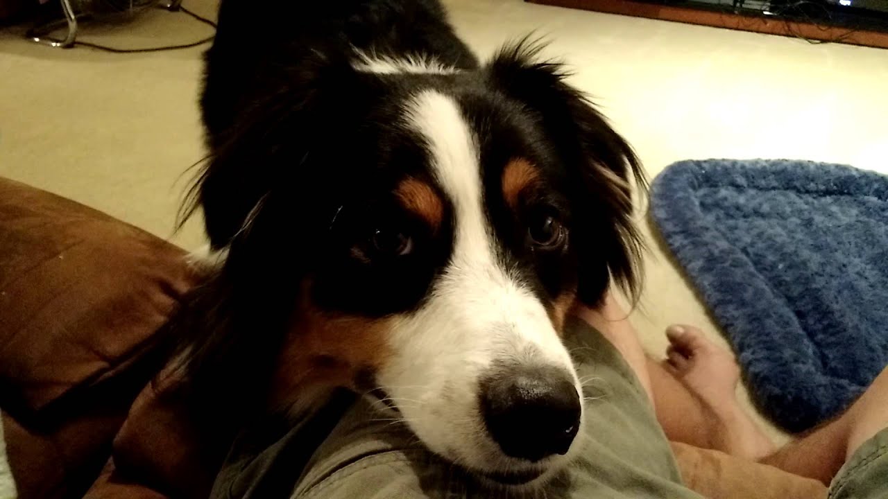 australian shepherd talking