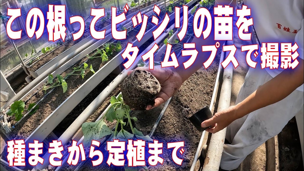 育苗をタイムラプスで　種まきから定植まで　メロンの育て方　grow melons