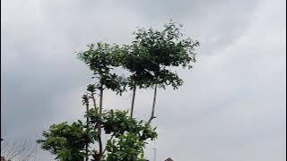 LANGIT YANG INDAH DI KAMPUNGKU